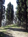 Fiesole - Parco di Montececeri-10